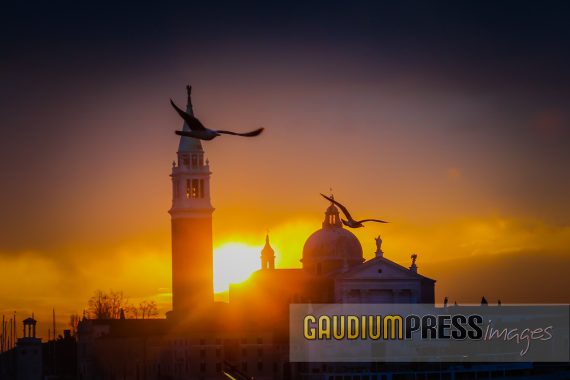 seagulls in the morning in venice